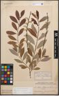 Foto von Salix caprea L. x Salix purpurea L.